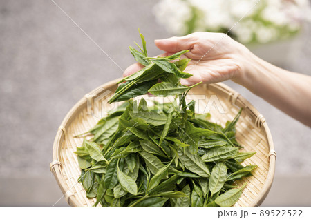 日本茶の代名詞やぶきた茶 日本茶の代名詞やぶきた茶 89522522