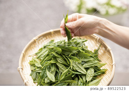 日本茶の代名詞やぶきた茶 日本茶の代名詞やぶきた茶 89522523