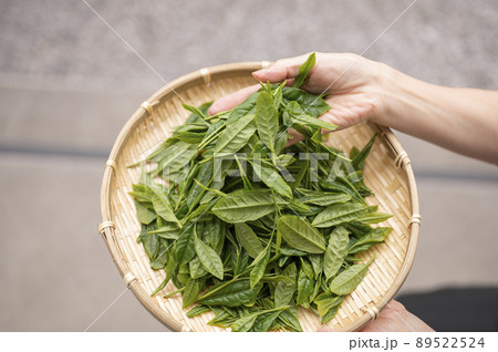 日本茶の代名詞やぶきた茶 日本茶の代名詞やぶきた茶 89522524