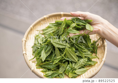 日本茶の代名詞やぶきた茶 日本茶の代名詞やぶきた茶 89522525