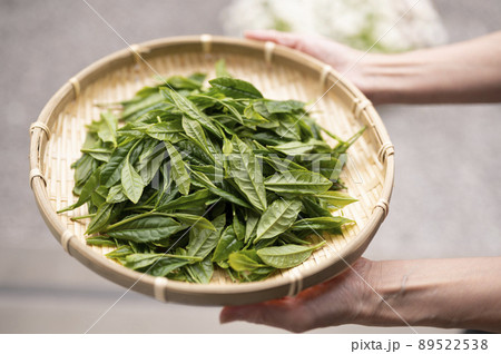 日本の代名詞やぶきた茶 89522538