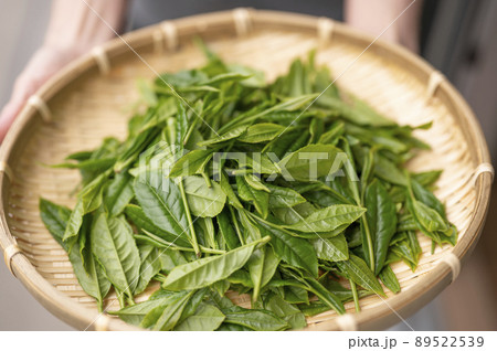 日本の代名詞やぶきた茶 日本の代名詞やぶきた茶 89522539