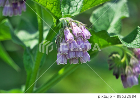 薄紫色のコンフリーの花 春 五月 の写真素材