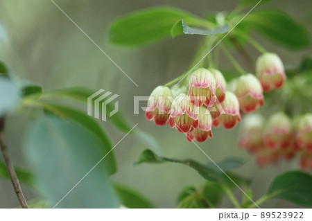 サラサドウダン 89523922