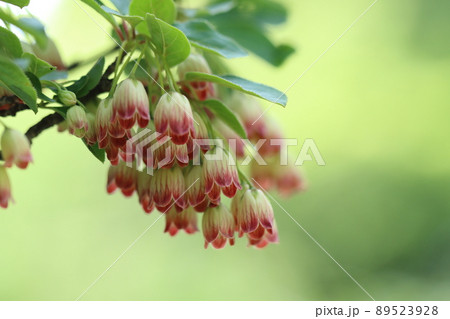 サラサドウダン サラサドウダン 89523928