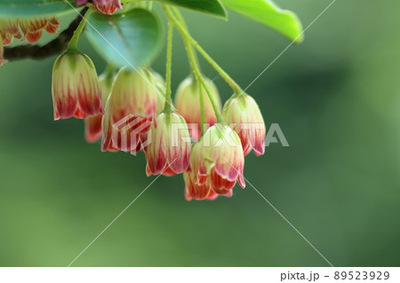 サラサドウダン サラサドウダン 89523929