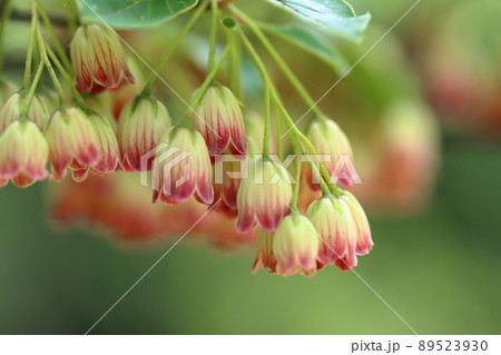 サラサドウダン サラサドウダン 89523930