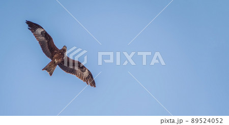 Black kite against clear blue sky. Black kite against clear blue sky. 89524052
