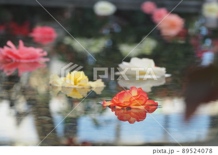 水に浮かぶ球根ベゴニアの花々 水に浮かぶ球根ベゴニアの花々 89524078