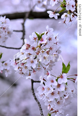 弘前公園のソメイヨシノ（青森県弘前市）満開アップ 89524145