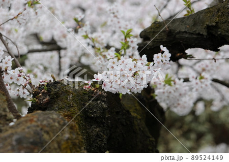 弘前公園の胴ぶき桜（青森県弘前市）満開アップ 89524149