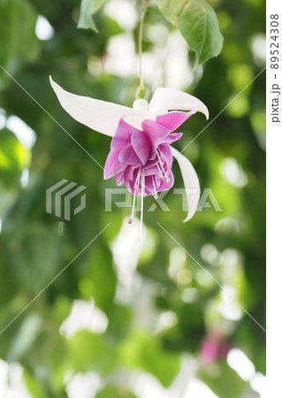 フクシアの花　 89524308