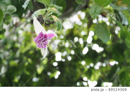 フクシアの花を見上げる フクシアの花を見上げる 89524309