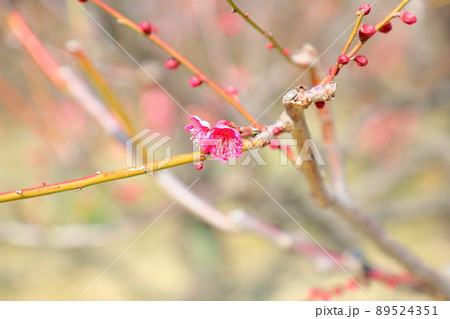 紅梅の花　紅千鳥 89524351