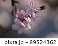サクラサク 89524362