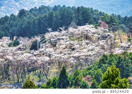 東京都　高尾山　一丁平の千本桜　日影沢林道から  89524420