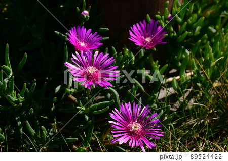名前は知らない鮮やかな花 名前は知らない鮮やかな花 89524422