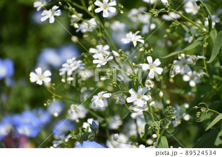 可憐なカスミソウの花 可憐なカスミソウの花 89524534