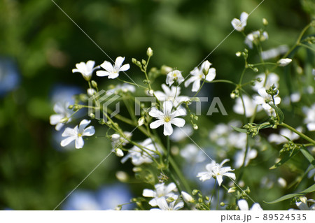 可憐なカスミソウの花 可憐なカスミソウの花 89524535