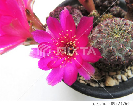 ラウシー 花タイプ違い ラウシー 花タイプ違い 89524766