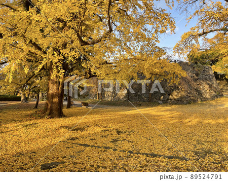 福岡県福岡市中央区城内　舞鶴公園　福岡城跡　石垣　紅葉　銀杏 89524791