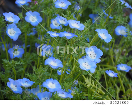 ネモフィラ 89525306