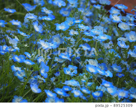 ネモフィラ 89525309