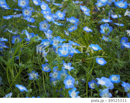 ネモフィラ ネモフィラ 89525311