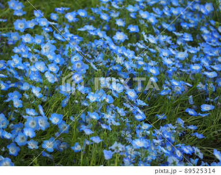 ネモフィラ 89525314