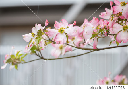 雨に濡れるハナミズキ Dogwood 雨に濡れるハナミズキ Dogwood 89525768