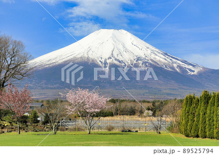 山中湖花の都公園からの富士山（山梨県） 89525794
