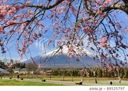 山中湖花の都公園からの富士山(山梨県) 山中湖花の都公園からの富士山(山梨県) 89525797
