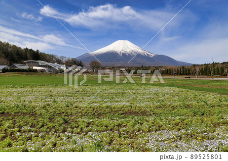 山中湖花の都公園からの富士山(山梨県) 山中湖花の都公園からの富士山(山梨県) 89525801