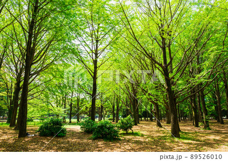 新緑の代々木公園 新緑の代々木公園 89526010