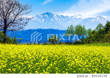 菜の花と越後三山2 89526156