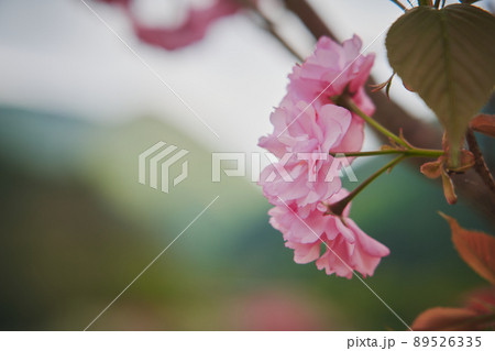 桃の花 89526335