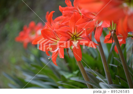 赤いアマリリス 89526585