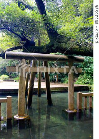 鹿島神宮 89526586