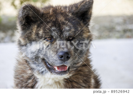 正面を向いている黒虎毛の秋田犬 正面を向いている黒虎毛の秋田犬 89526942