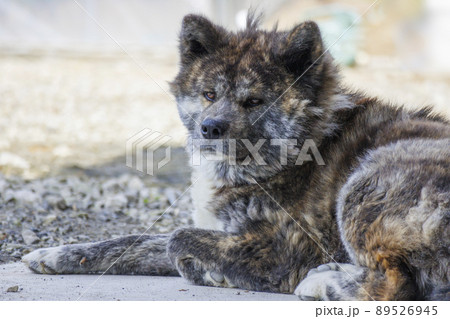 正面を向いている黒虎毛の秋田犬 89526945