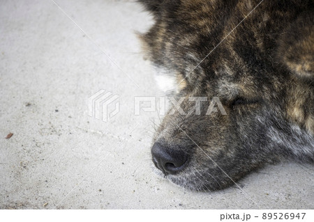 寝ている黒虎毛の秋田犬 寝ている黒虎毛の秋田犬 89526947
