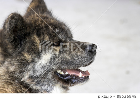 横を向いている黒虎毛の秋田犬の写真素材