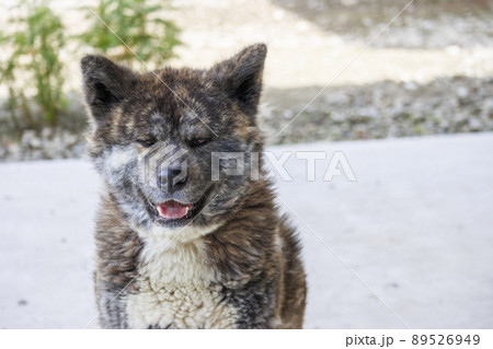 正面を向いている黒虎毛の秋田犬 正面を向いている黒虎毛の秋田犬 89526949