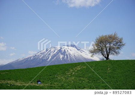 三角山の一本桜 89527083