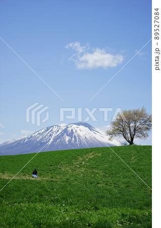 三角山の一本桜 89527084