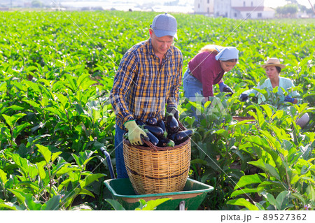 Focused farmer loading basket of harvested eggplants onto wheelbarrow Focused farmer loading basket of harvested eggplants onto wheelbarrow 89527362