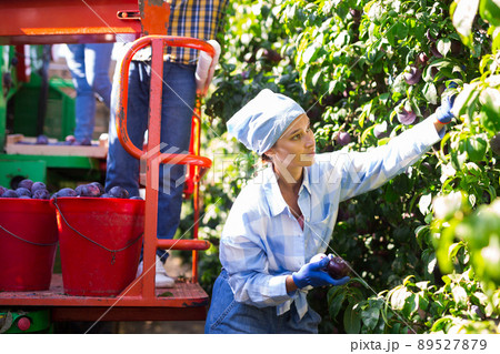 Woman gardener during harvesting of plums at plantation Woman gardener during harvesting of plums at plantation 89527879