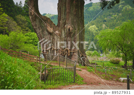 長野県 月瀬の大杉 長野県 月瀬の大杉 89527931