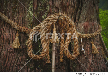 長野県　月瀬の大杉 89527937