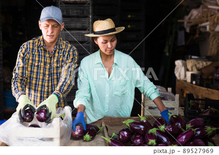 Farmers sort the recently harvested crop in the warehouse, putting it in crates Farmers sort the recently harvested crop in the warehouse, putting it in crates 89527969
